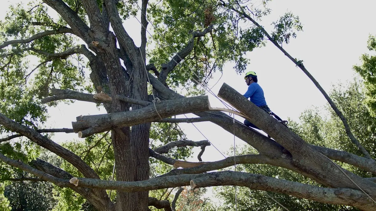 Professional Crown Thinning performed by certified arborists in Gosnell