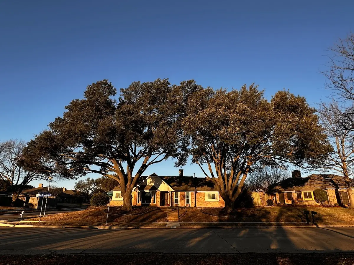 Established residential canopy tree shading a home in Gosnell